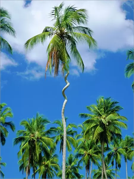 Twisted palm tree, Zanzibar, Tanzania