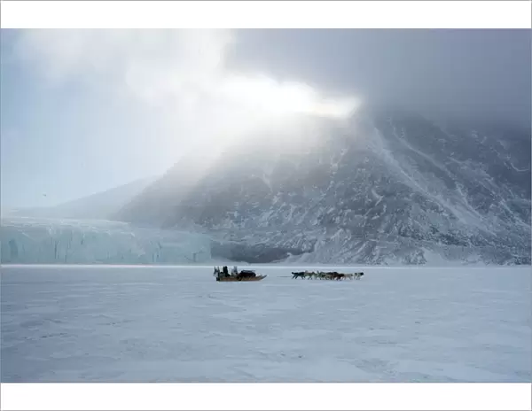 Inuit hunter and his dog team travelling on the sea ice, Greenland, Denmark, Polar