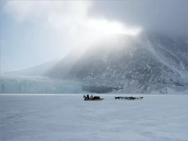 Inuit hunter and his dog team travelling on the sea ice, Greenland, Denmark, Polar