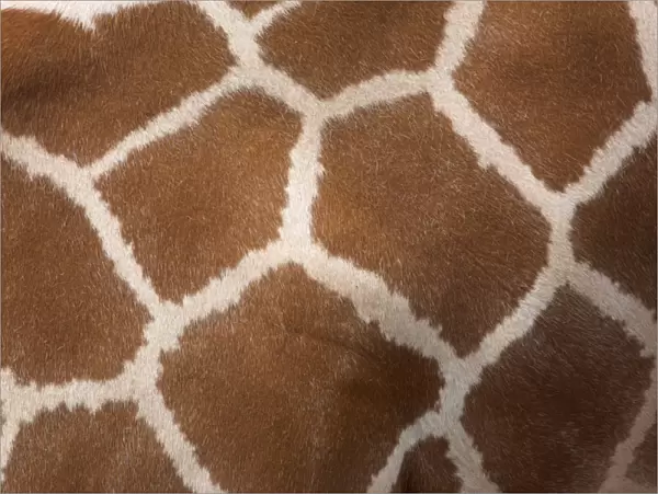 Close-up of skin of a reticulated giraffe (Giraffa camelopardalis reticulata)