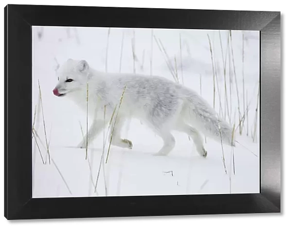 Arctic fox (Alopex lagopus) running in snow, near Churchill, Manitoba, Canada