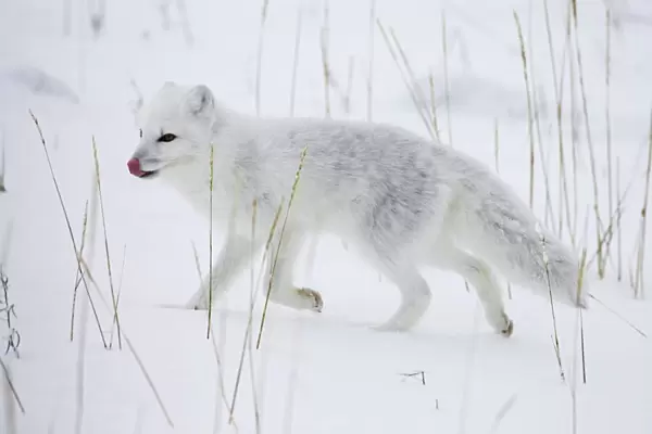 Arctic fox (Alopex lagopus) running in snow, near Churchill, Manitoba, Canada