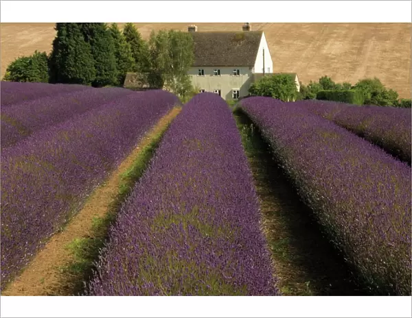 Snowshill Lavender Farm, Gloucestershire, The Cotswolds, England, United Kingdom, Europe