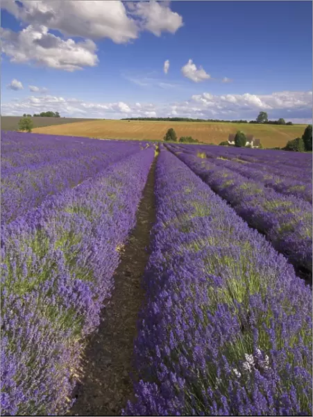Rows of lavender plants at Snowshill Lavender Farm, Broadway, Worcestershire