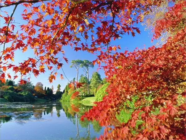 Sheffield Park Garden, the Middle Lake framed by scarlet Acer leaves, Autumn