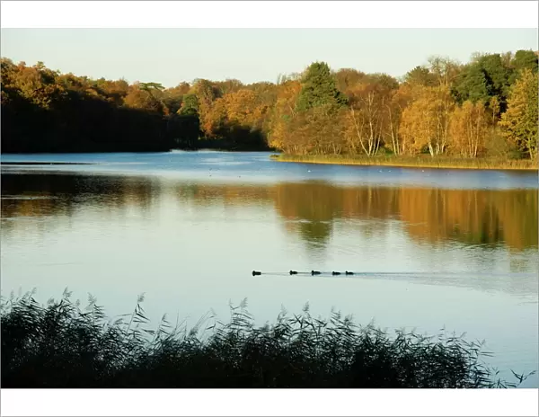 Lake, autumn, Virginia Water, Surrey, England, United Kingdom, Europe