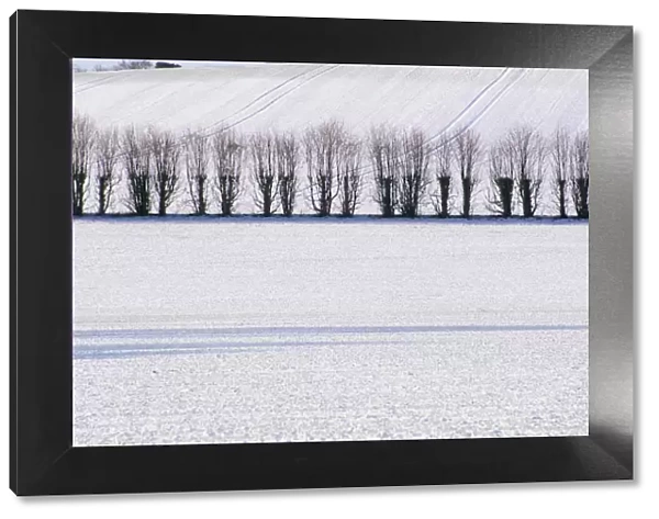Line of trees in winter snow, Selbourne, Hampshire, England, United Kingdom, Europe
