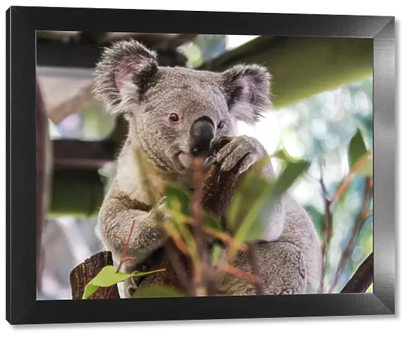 Beautiful and awake koala, Queensland, Australia, Pacific
