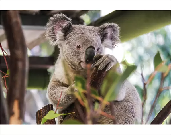 Beautiful and awake koala, Queensland, Australia, Pacific