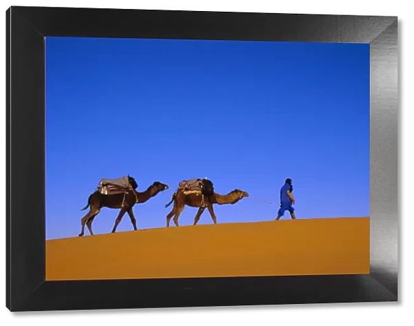 Camel train through desert