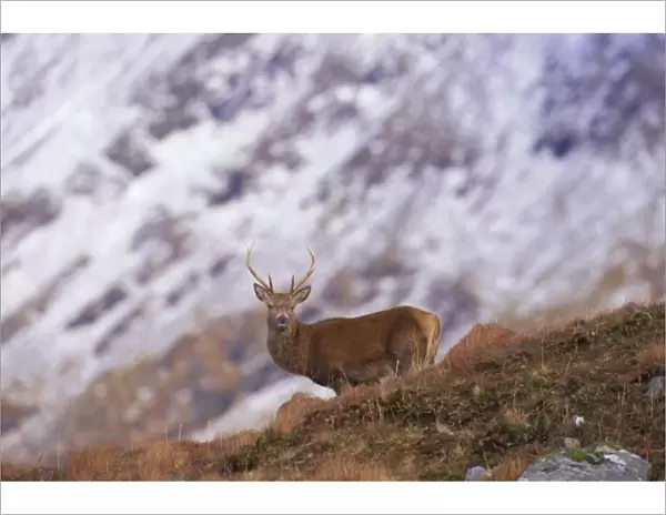 Red deer stag in the Highlands in February
