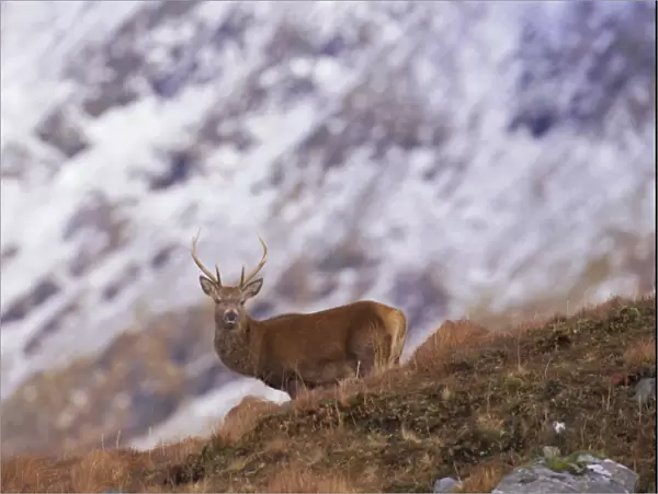 Red deer stag in the Highlands in February