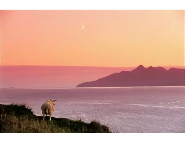 Sheep and the Isle of Rum