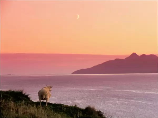 Sheep and the Isle of Rum
