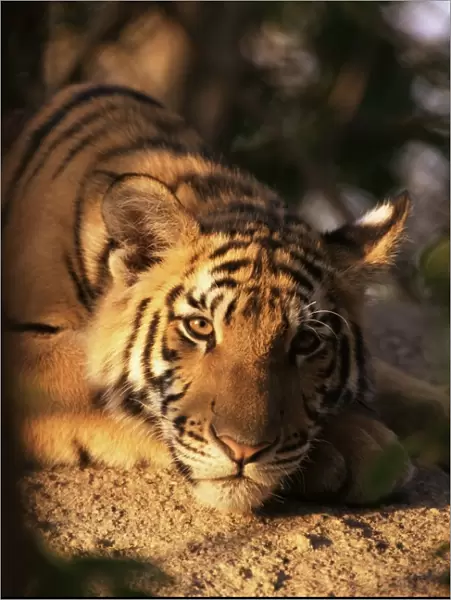 Indo Chinese tiger cub