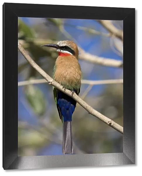 White-fronted bee-eater (Merops bullockoides)