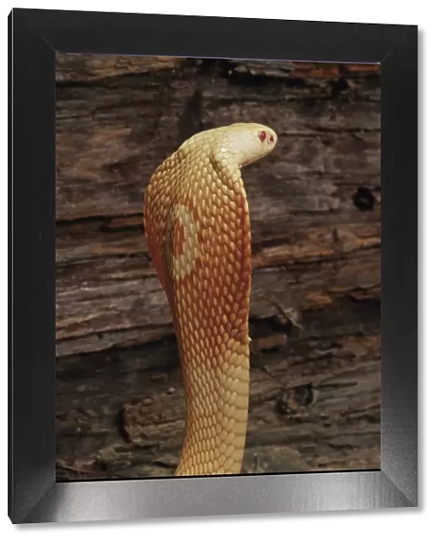 Albino monocled cobra (Naja naja kaouthia)