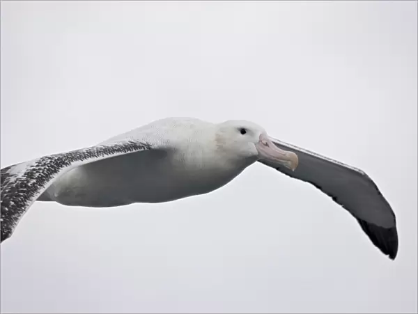 Wandering albatross (Diomedea exulans) soaring