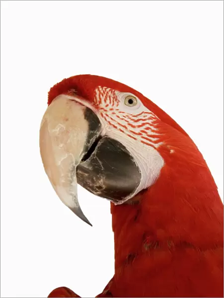Macaw, South America