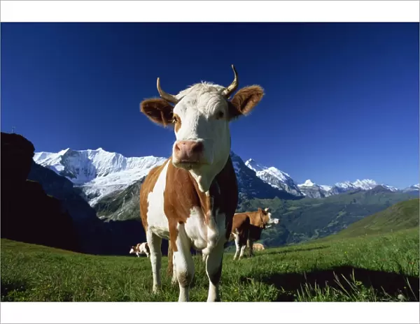 Brown and white cow in alpine meadow