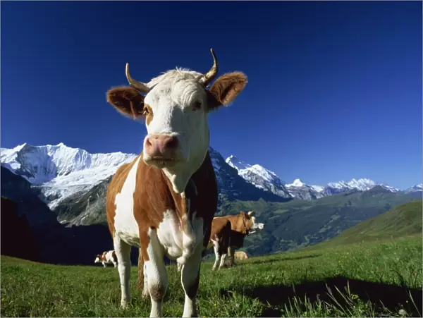 Brown and white cow in alpine meadow