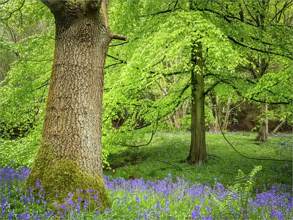 Bluebells, Harewood House, near Harrogate, North Yorkshire, Yorkshire, England, United Kingdom