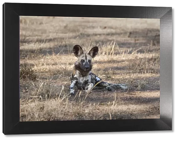 African Wild Dog (Painted Dog) (African Hunting Dog) (Lycaon Pictus), Zambia, Africa