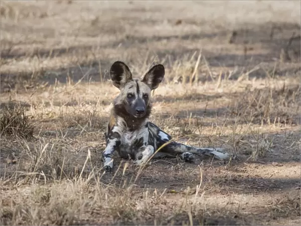 African Wild Dog (Painted Dog) (African Hunting Dog) (Lycaon Pictus), Zambia, Africa