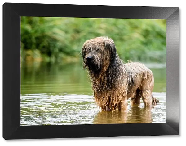 A briard dog, wading in water, England, United Kingdom, Europe