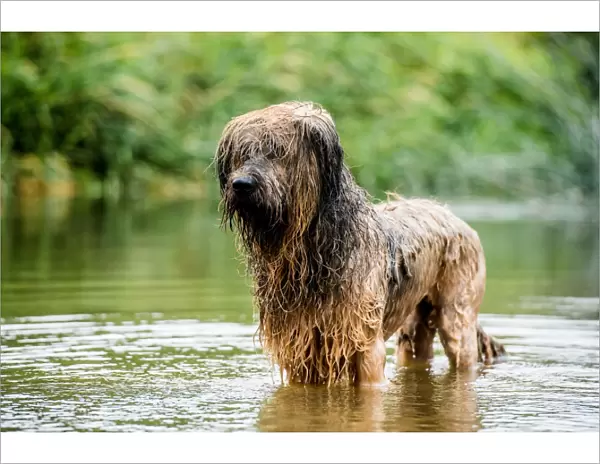 A briard dog, wading in water, England, United Kingdom, Europe