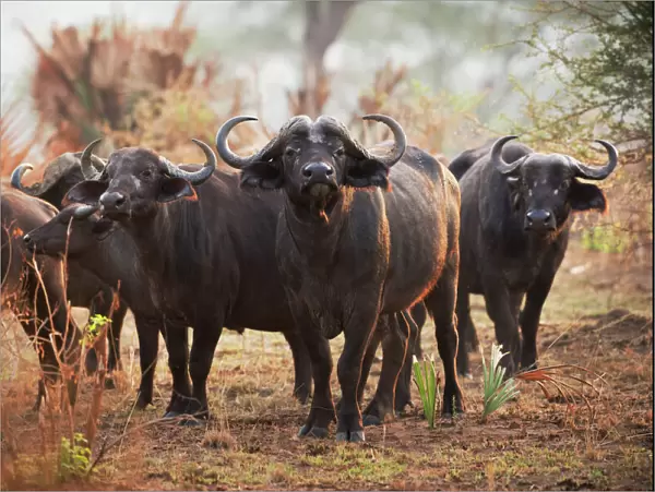 African Buffalo (Syncerus caffer), Uganda, Africa