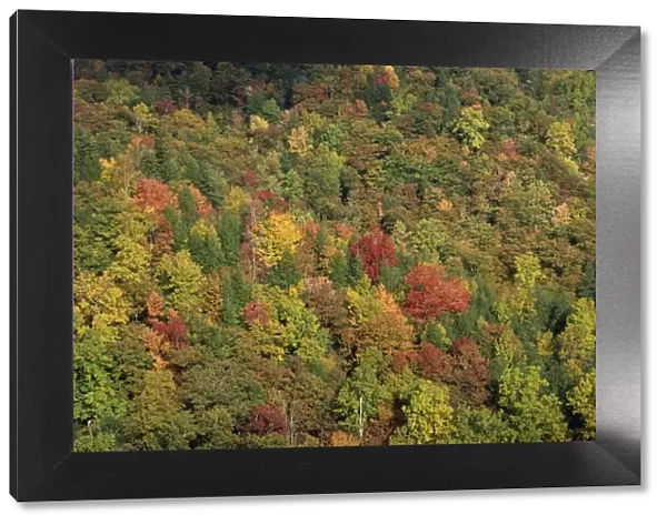 Aerial view over autumnal forest canopy