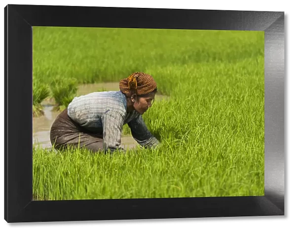 A woman near Inle Lake harvests young rice into bundles tol be re-planted spaced