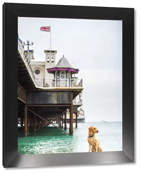 Golden labrador on Brighton Beach, Brighton and Hove, East Sussex, England, United Kingdom