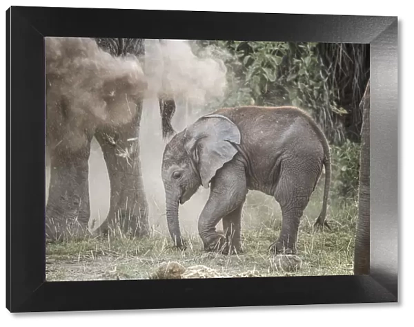 Baby elephant in a cloud of dust sprayed by its mother, Amboseli National Park, Kenya