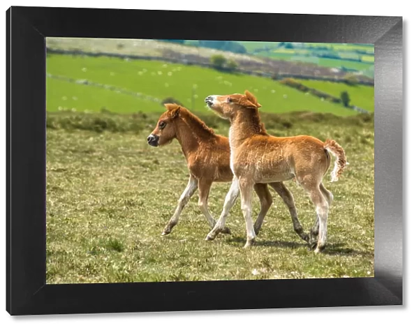 Two Dartmoor pony foals in Dartmoor National park in Devon, England, United Kingdom