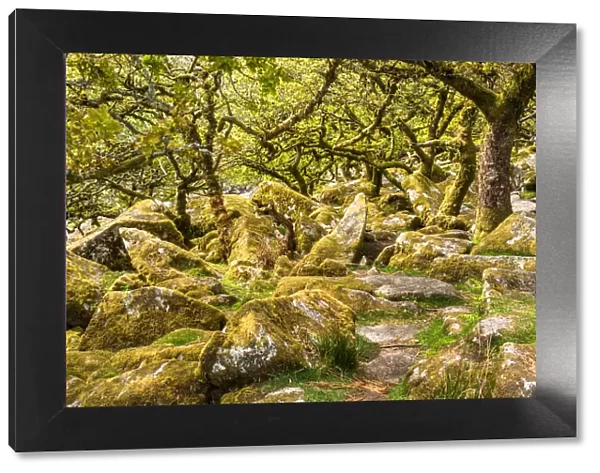 Sessile oaks and moss in Wistmans Wood, Dartmoor, Devon, England, United Kingdom