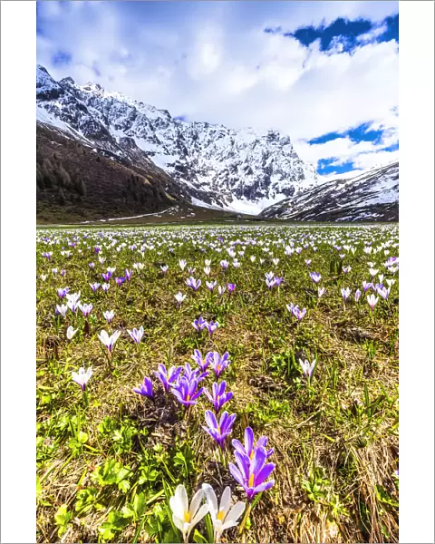 Flowering of Crocus nivea in Val Radons (Radons Valley), Albula region, Canton of Grisons