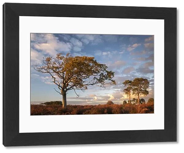 Trees on the heathland in late evening sunlight, New Forest, Hampshire, England, United