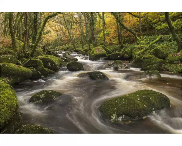 Fast flowing woodland stream in autumn, River Plym, Dartmoor National Park, Devon