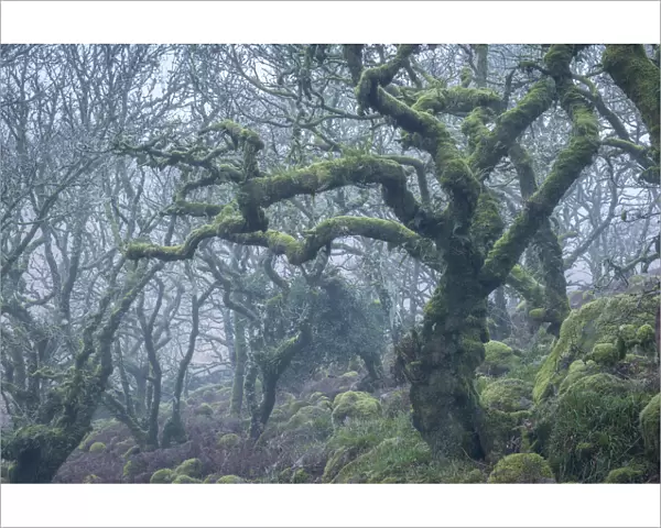 Moss covered tree in Wistmans Wood in winter, Dartmoor National Park, Devon, England