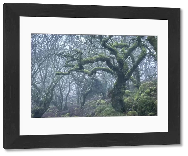 Moss covered tree in Wistmans Wood in winter, Dartmoor National Park, Devon, England