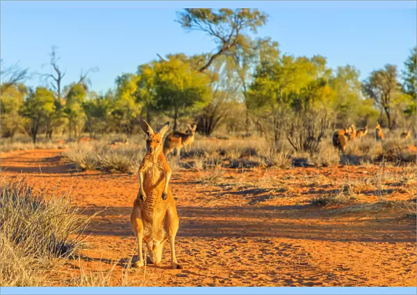 Red kangaroo (Macropus rufus) standing on the red sand of Outback central Australia