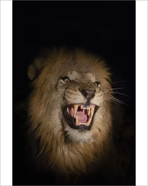 Lion (Panthera leo) male at night, Zimanga private game reserve, KwaZulu-Natal, South