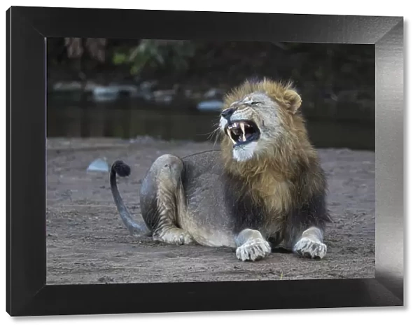 Lion (Panthera leo) yawning, Zimanga private game reserve, KwaZulu-Natal, South Africa