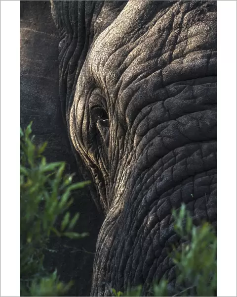 Elephant (Loxodonta africana), Zimanga private game reserve, KwaZulu-Natal, South Africa
