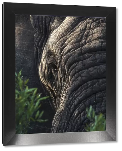 Elephant (Loxodonta africana), Zimanga private game reserve, KwaZulu-Natal, South Africa