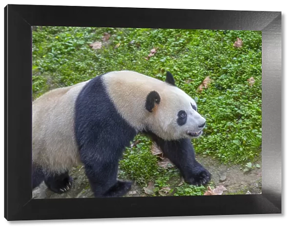 View of Giant Panda in the Dujiangyan Panda Base, Chengdu, Sichuan Province, People s
