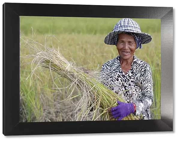 Elderly woman working in rice field harvesting rice, Kep, Cambodia, Indochina