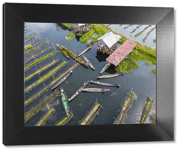 Aerial by drone of canoes in the floating gardens, Inle Lake, Shan state, Myanmar (Burma)